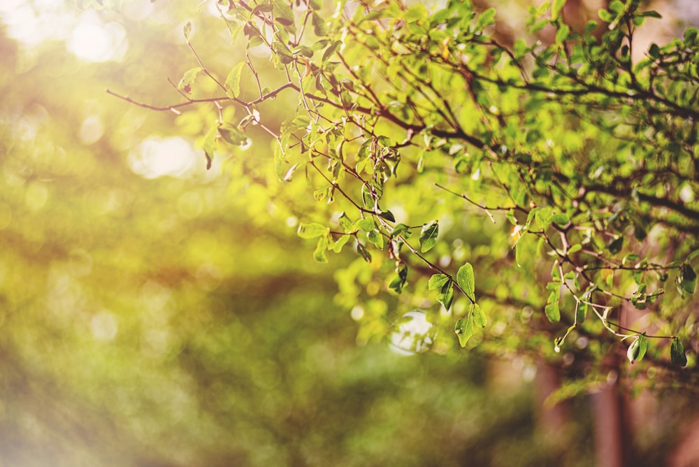 green leaves in tilt shift lens