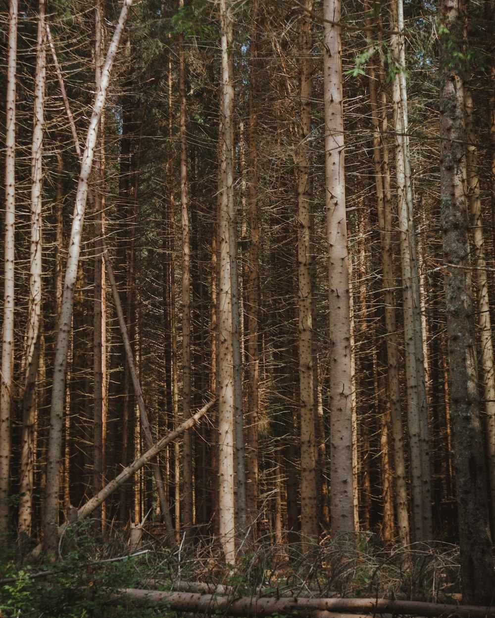 brown trees in forest during daytime