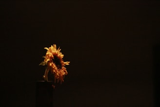 A stark, high-contrast photograph of a single sunflower against a dark, minimalist background, evoking a modern art gallery feel.