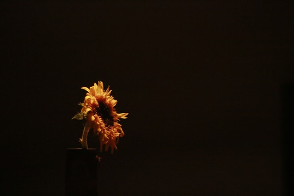 A stark, high-contrast photograph of a single sunflower against a dark, minimalist background, evoking a modern art gallery feel.