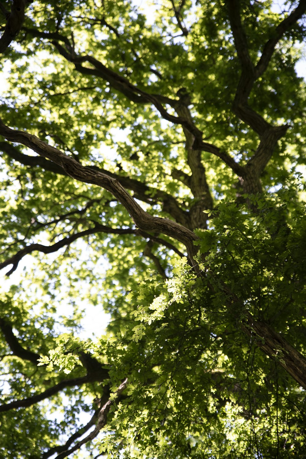 looking up at the canopy of a large tree