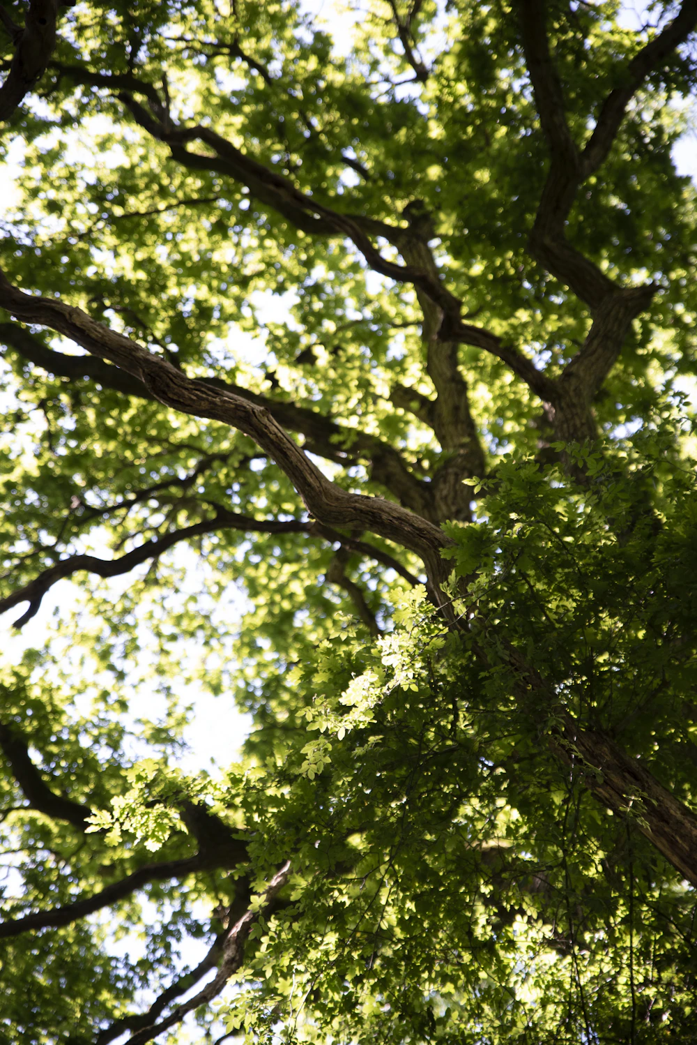 Looking up at a healthy tree canopy
