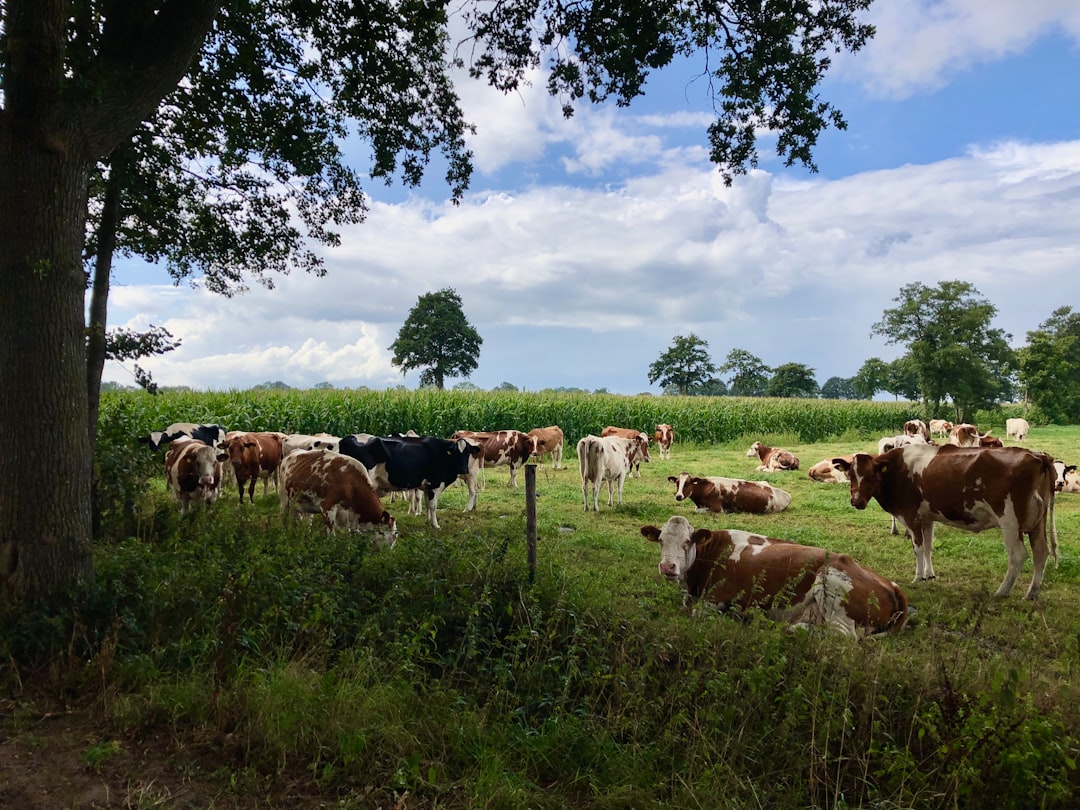 Afbeelding van Nederland