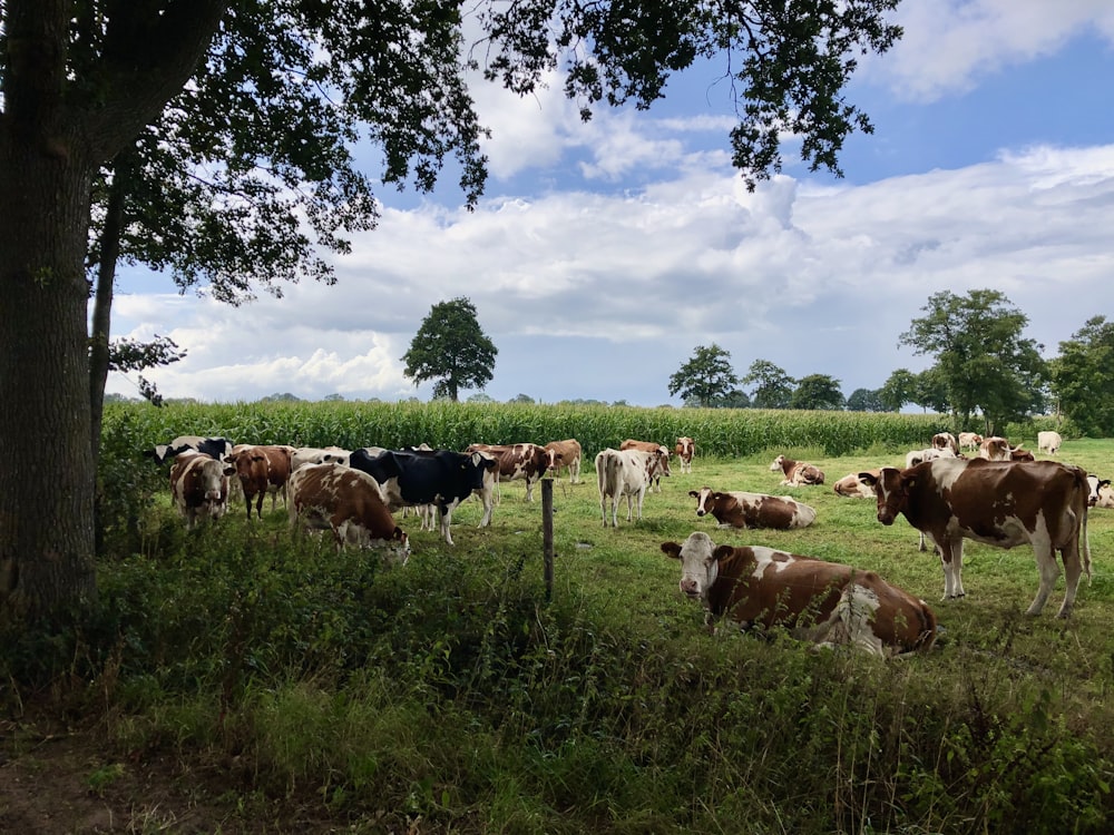 herd of cow on green grass field during daytime