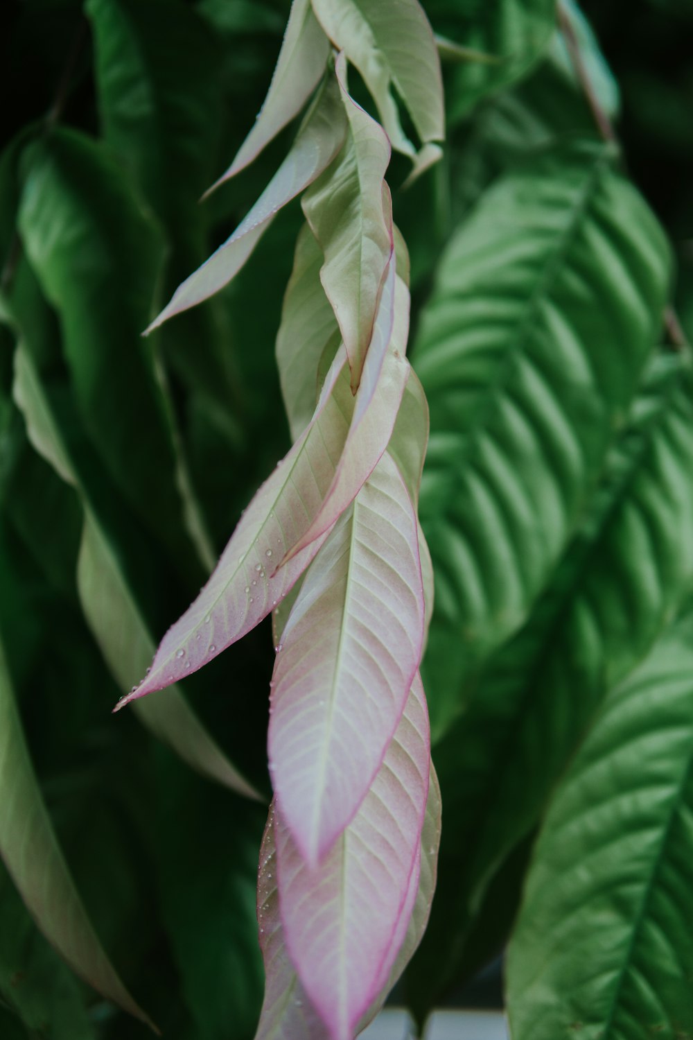 green and white plant leaves