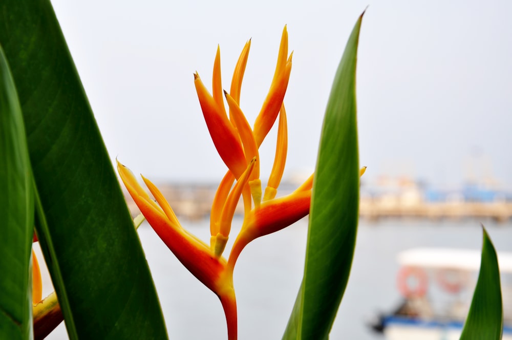 orange and green birds of paradise flower in bloom during daytime