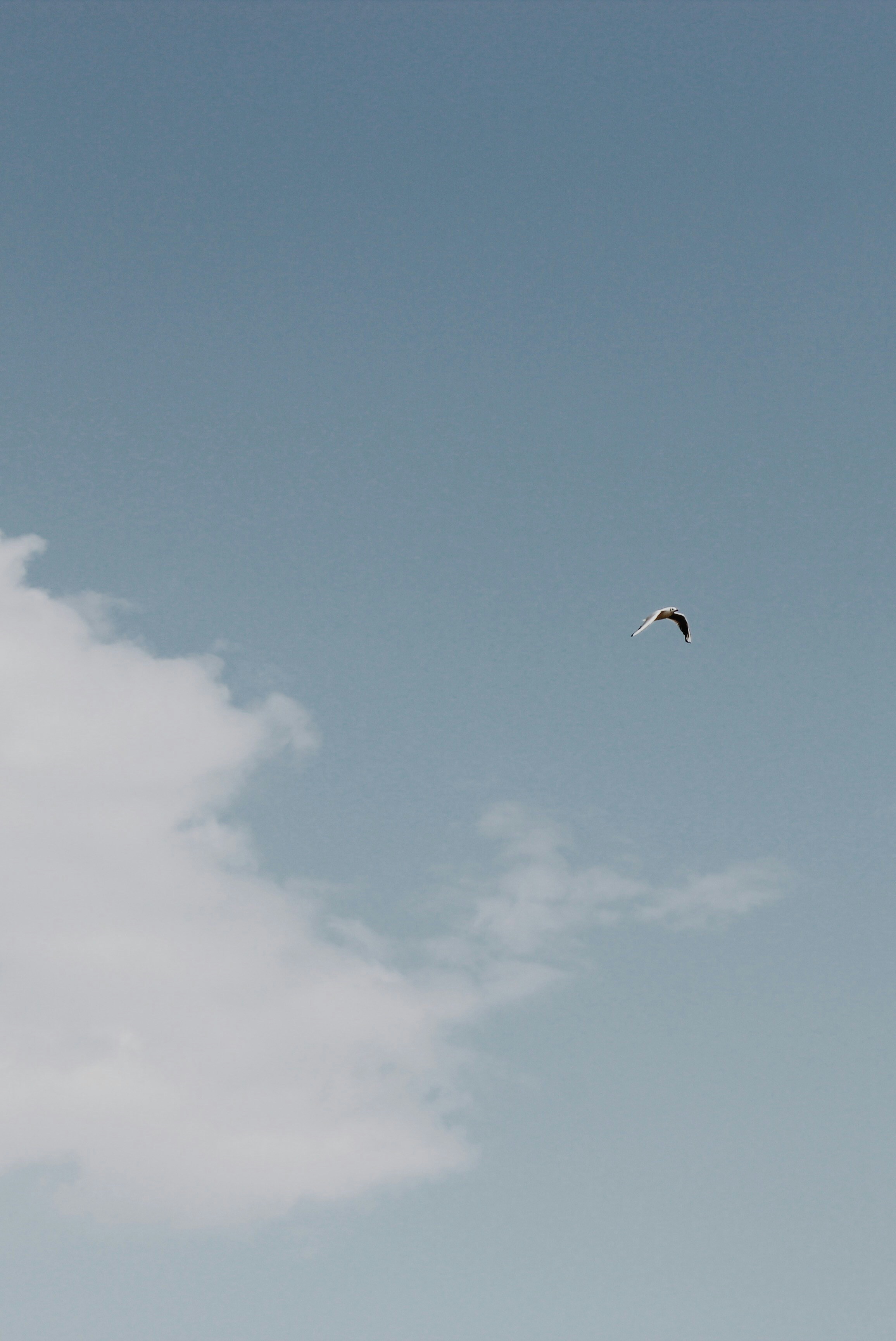 uccello che vola sotto il cielo blu durante il giorno
