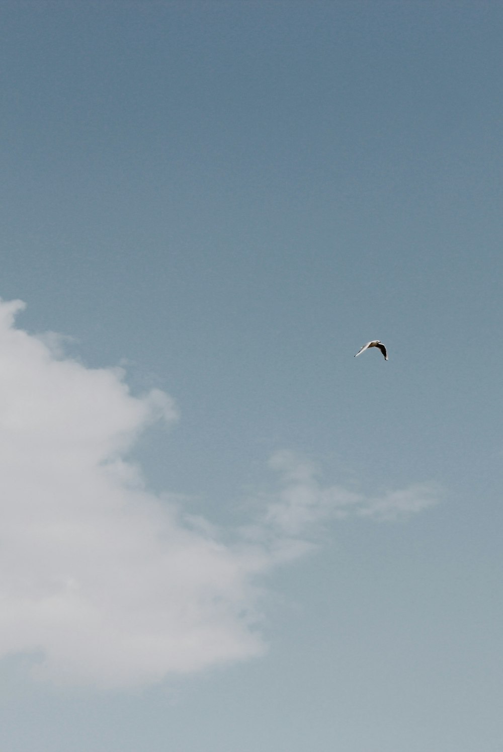 bird flying under blue sky during daytime