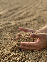 Hands carefully selecting single-origin coffee beans during the sorting process.