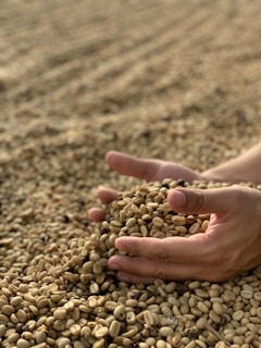 Hands gently holding freshly processed green coffee beans with forest greenery in the background