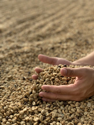 Workers carefully sorting coffee beans on a rustic wooden table.