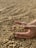 A pair of hands gently holding and sifting through a large quantity of raw coffee beans spread out on a flat surface.