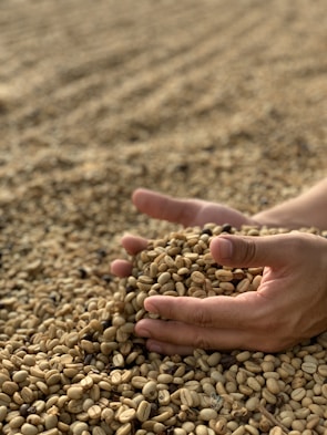 Workers carefully sorting green coffee beans on a traditional wooden table.