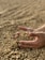 A pair of hands gently holding and sifting through a large quantity of raw coffee beans spread out on a flat surface.