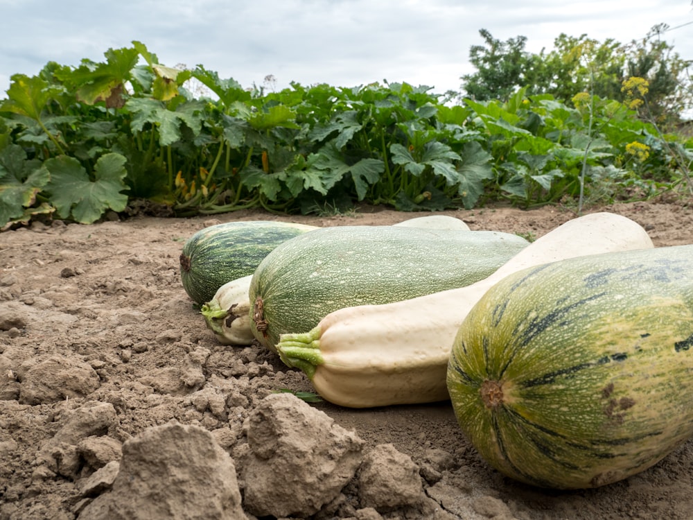 green and yellow vegetable on brown soil