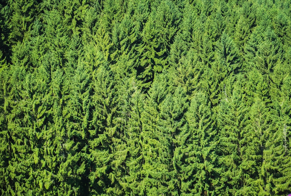 green leaf plant field during daytime