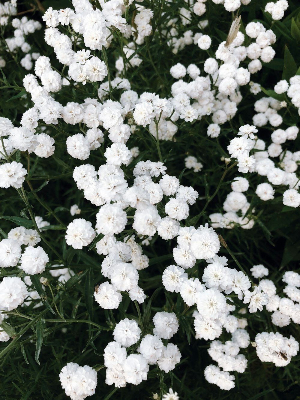 white flowers with green leaves