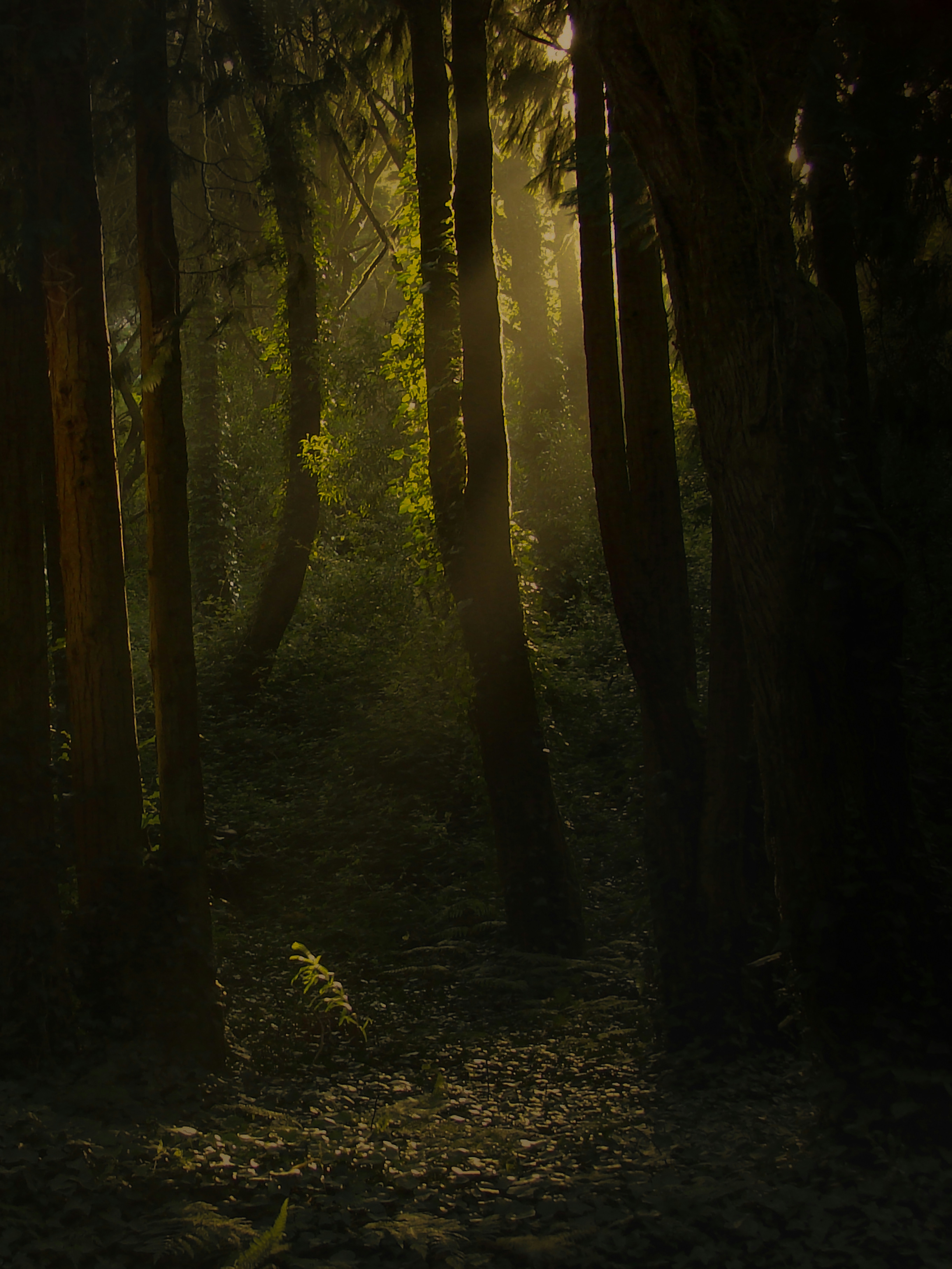 brown trees on forest during daytime