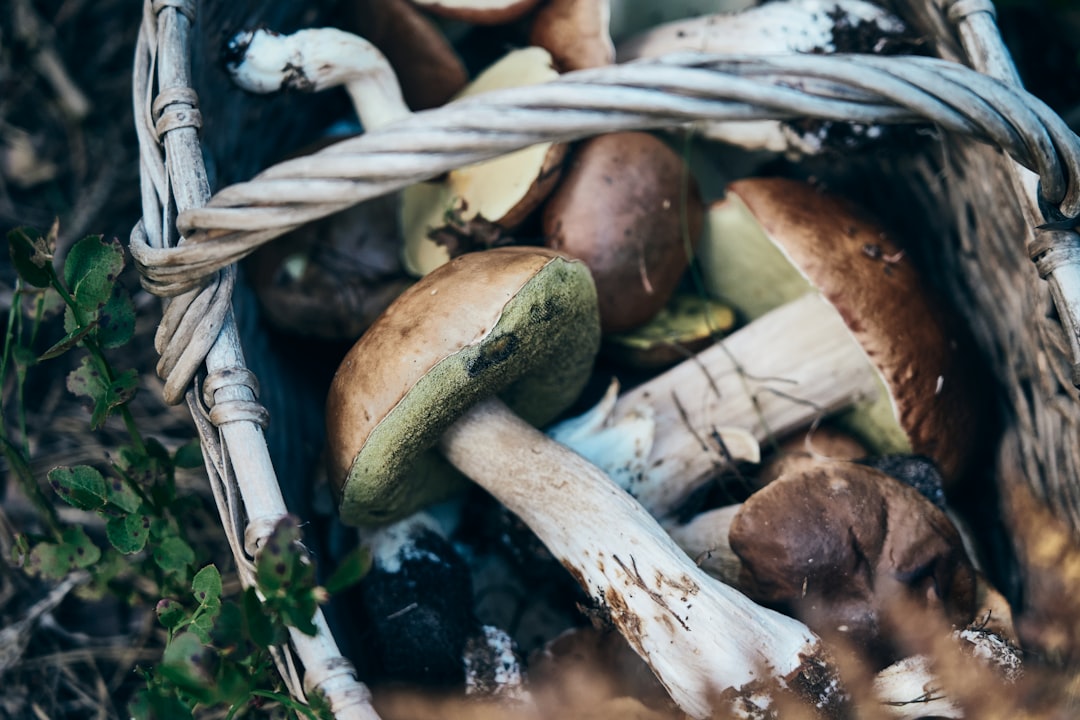 white and brown mushroom on black surface