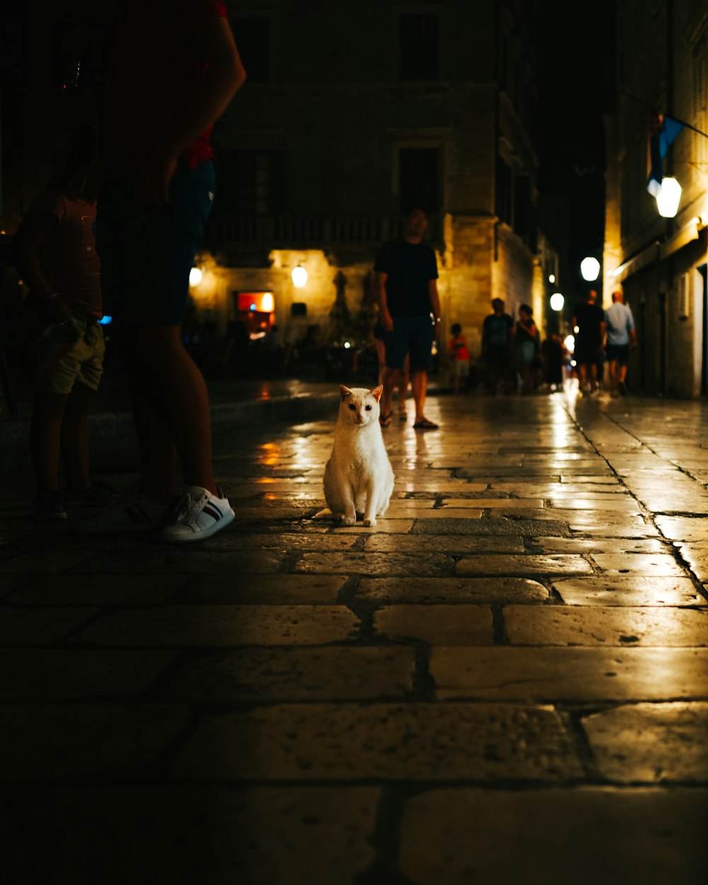 white short coated dog on sidewalk during night time