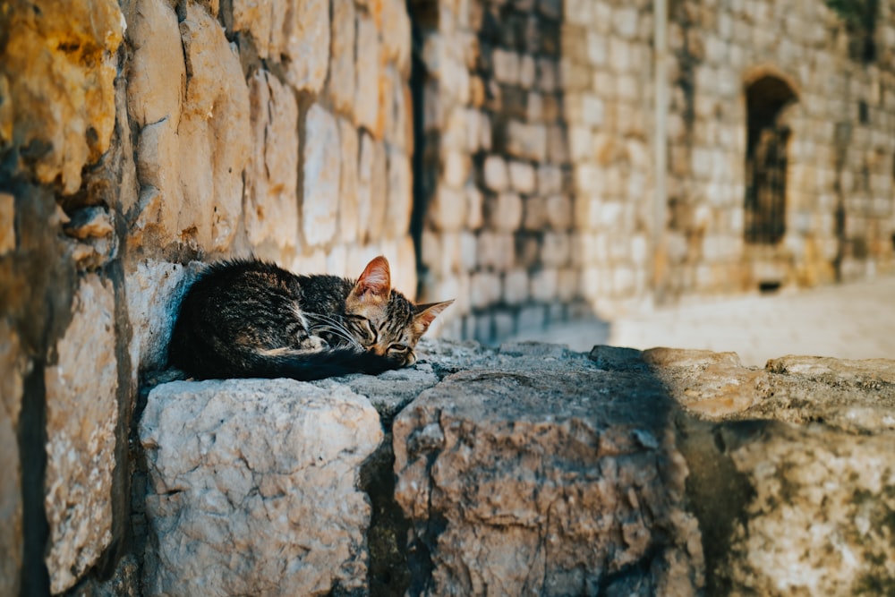 brown tabby cat on gray concrete wall