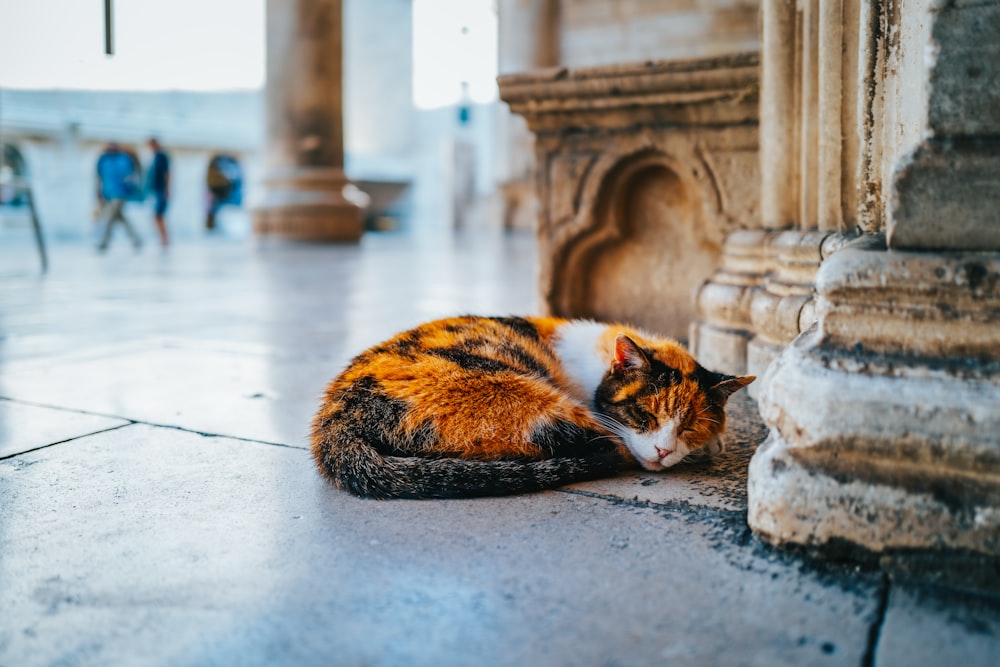 brown and black cat lying on floor