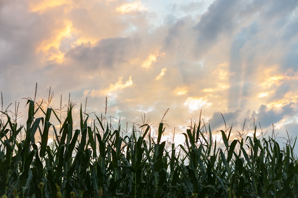 a field of corn under a cloudy sky