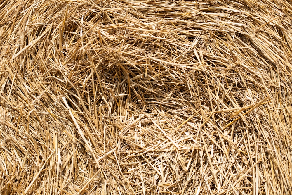 brown dried grass during daytime