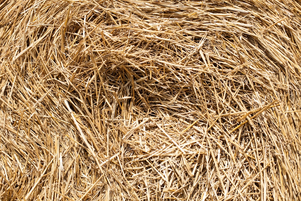 herbe séchée brune pendant la journée