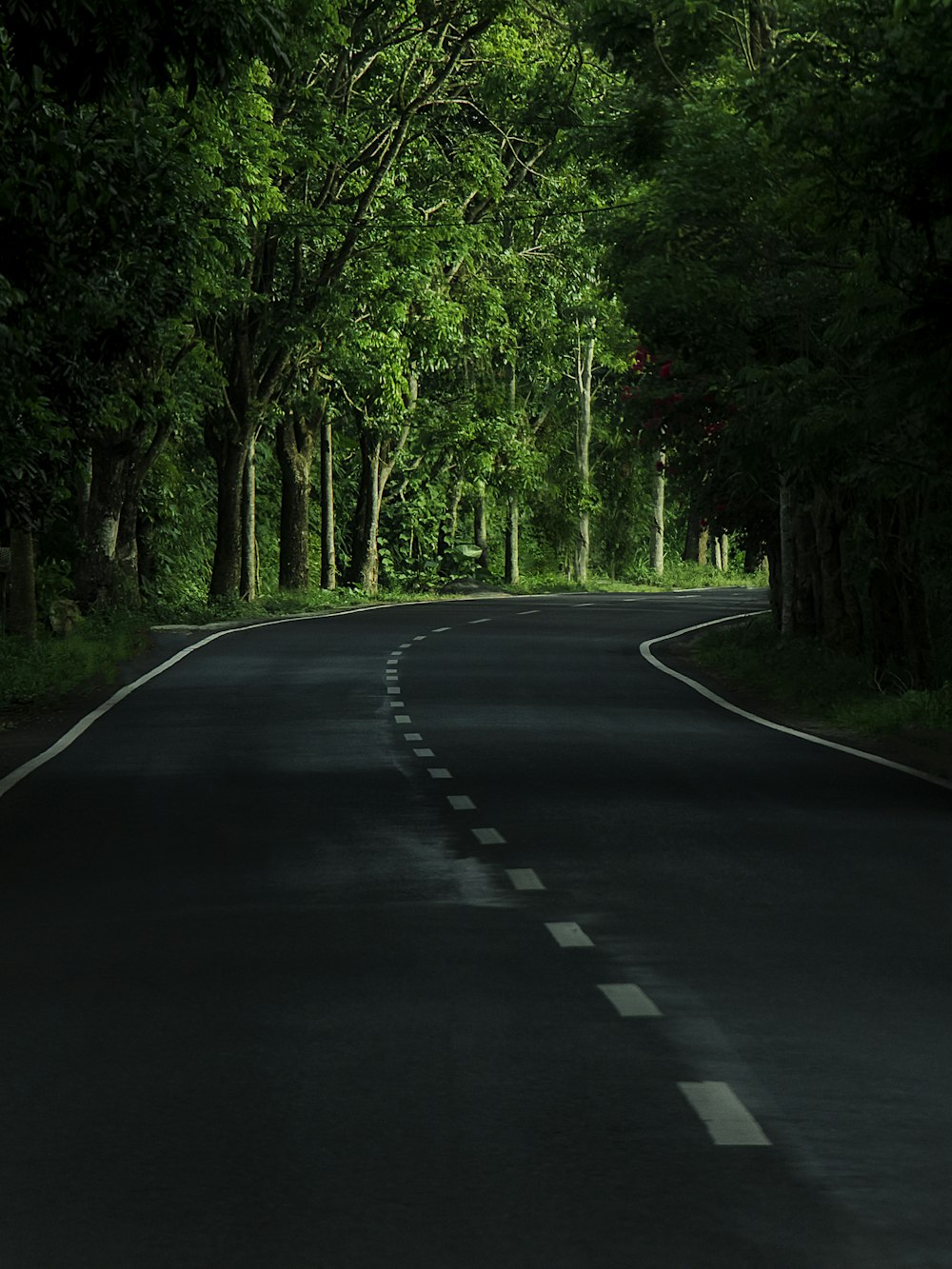 gray concrete road in between green trees during daytime