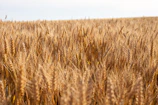 A sprawling field of golden wheat ready for harvest under a clear blue sky.