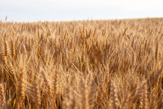 A field of golden wheat ready for harvest under a clear blue sky.
