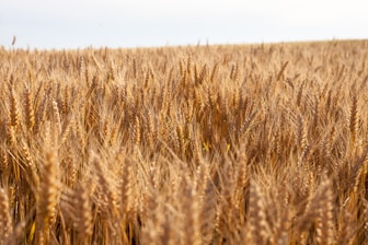 Golden fields of wheat ready for harvest under a bright blue sky in Argentina.