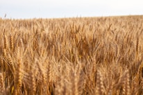 Farmers harvesting golden wheat fields under a clear blue sky in rural Uttar Pradesh.