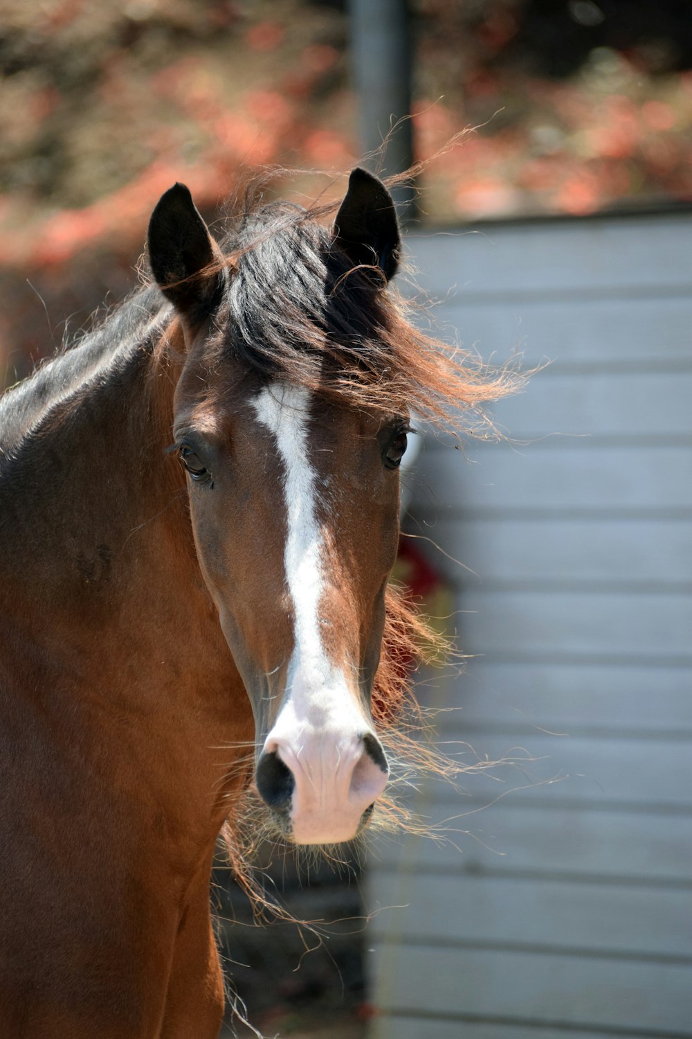 brown and white horse in close up photography during daytime