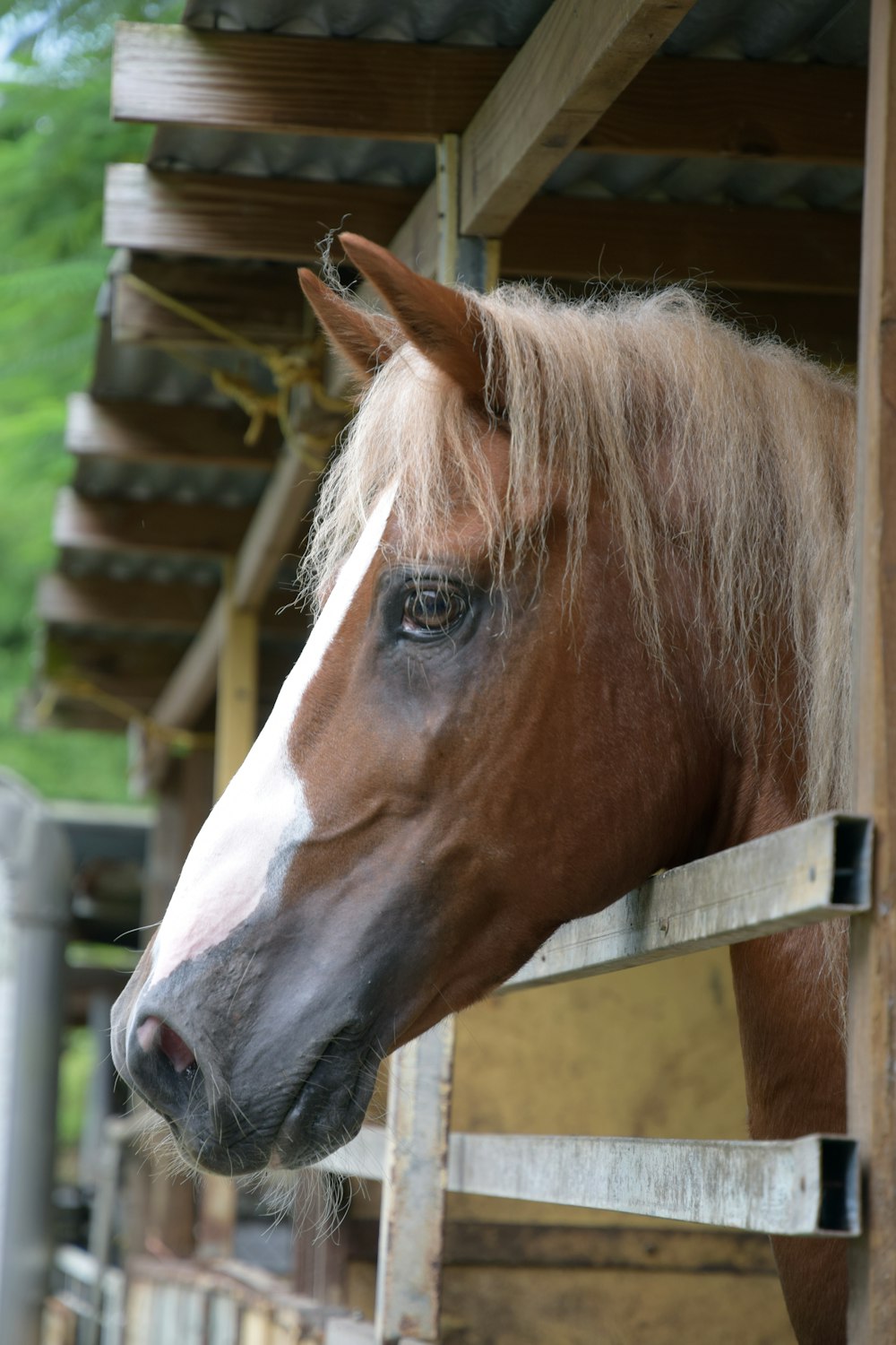 brown and white horse in cage