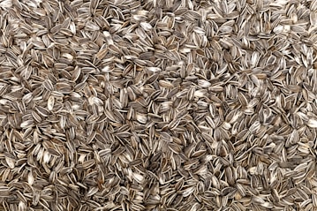 brown dried leaves on ground