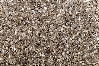 brown dried leaves on ground