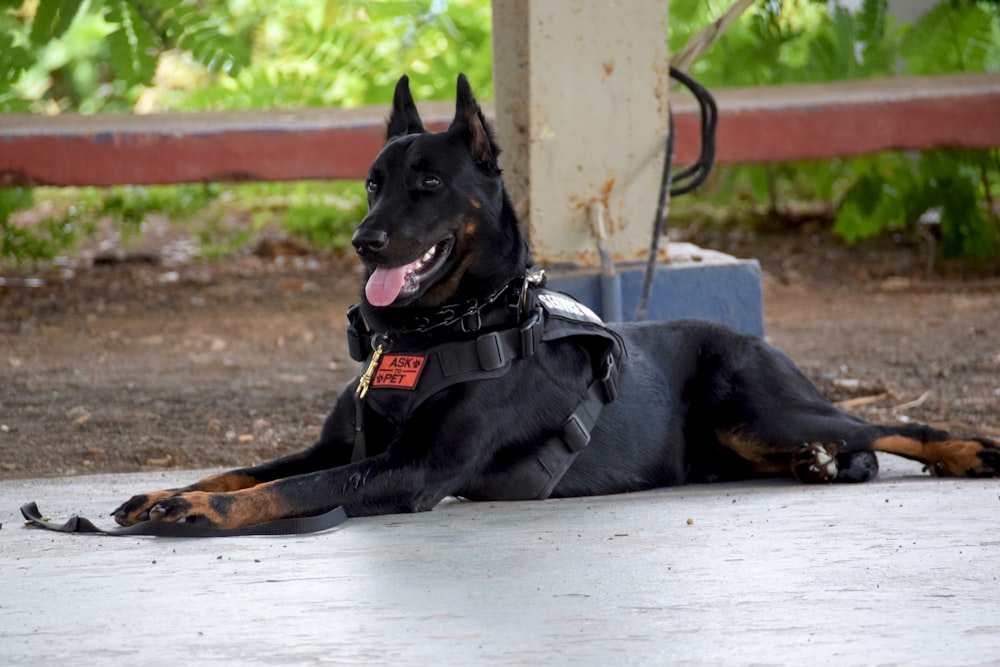 black and tan short coat medium dog lying on grey concrete floor during daytime