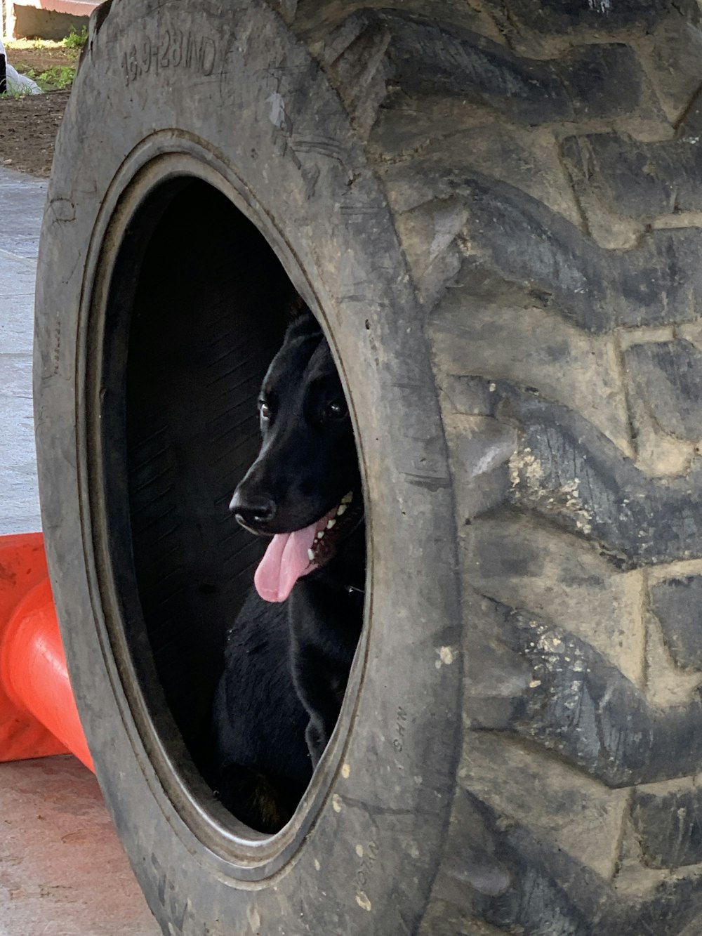 black labrador retriever in black and red car tire