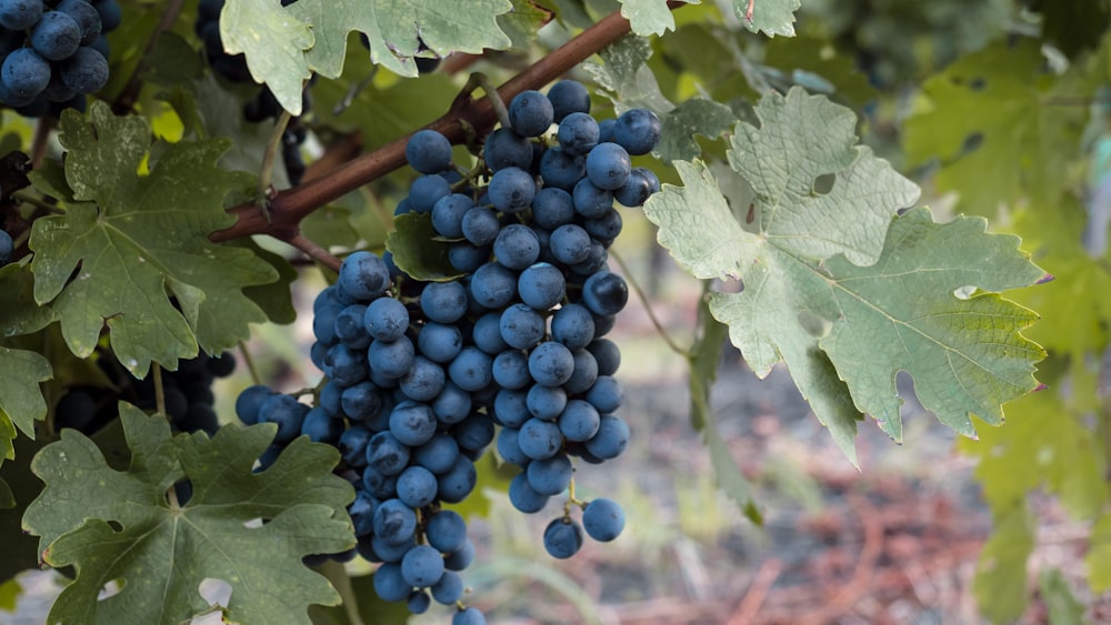 blue berries on brown stem