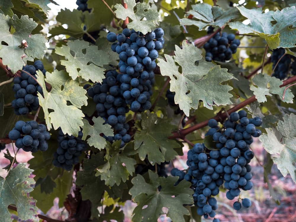 blue berries on brown stem