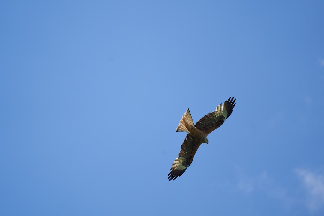 brown and white bird flying under blue sky during daytime