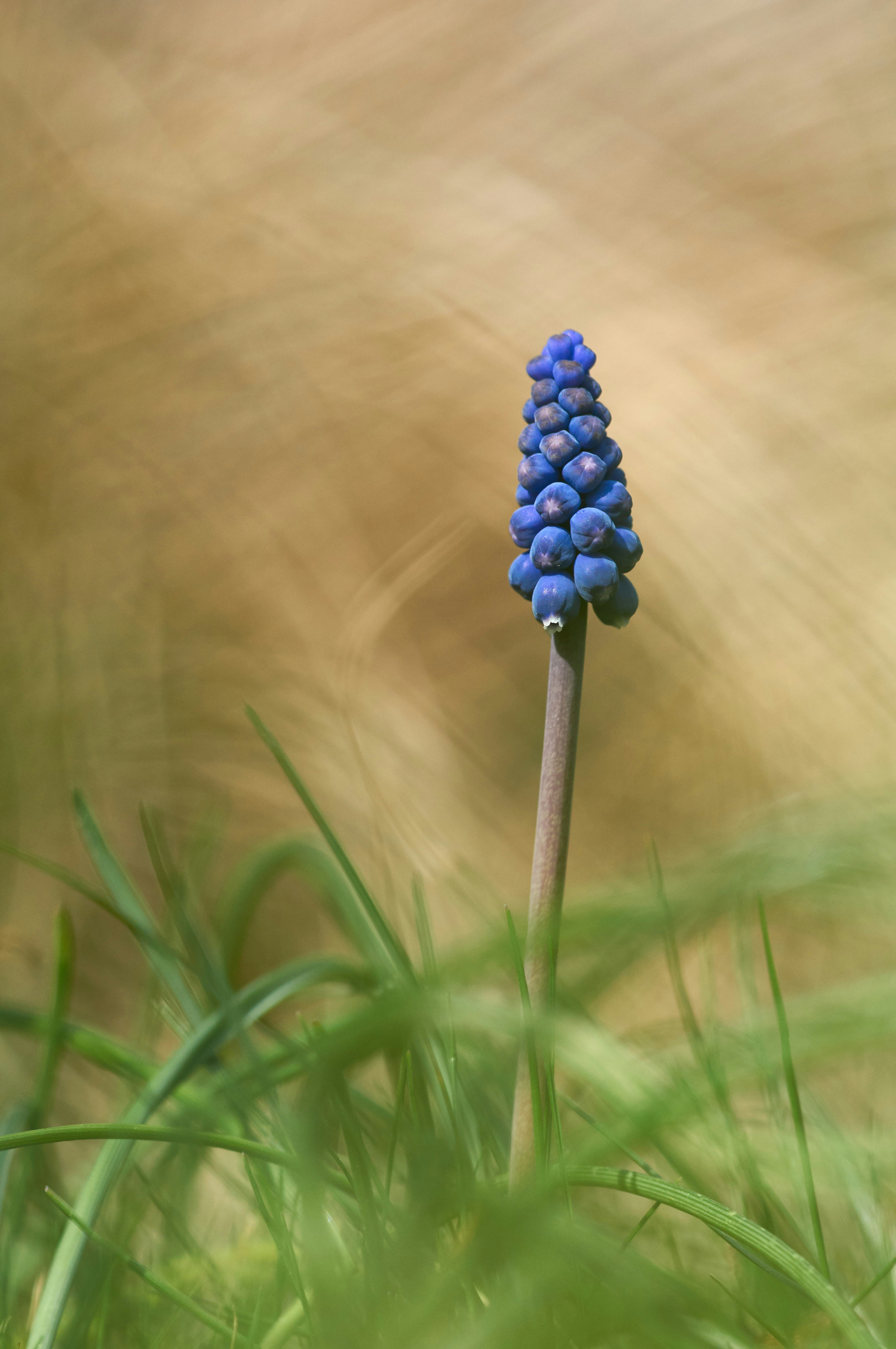 Photo by wolfgang_hasselmann