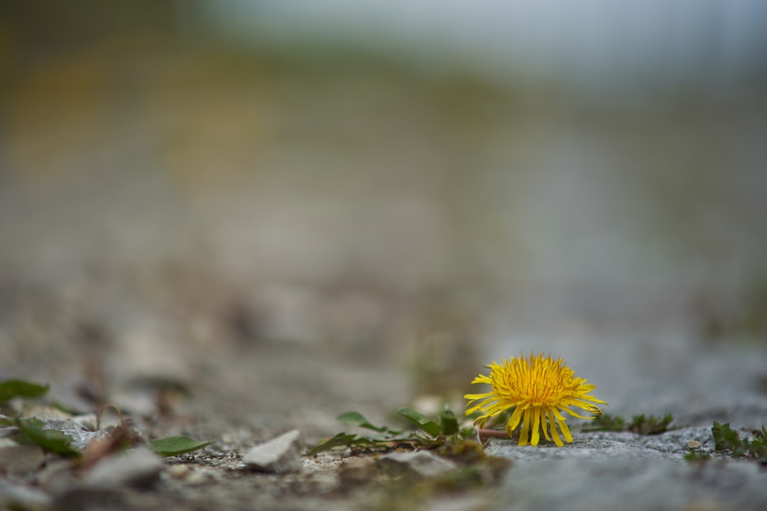 yellow flower on gray soil