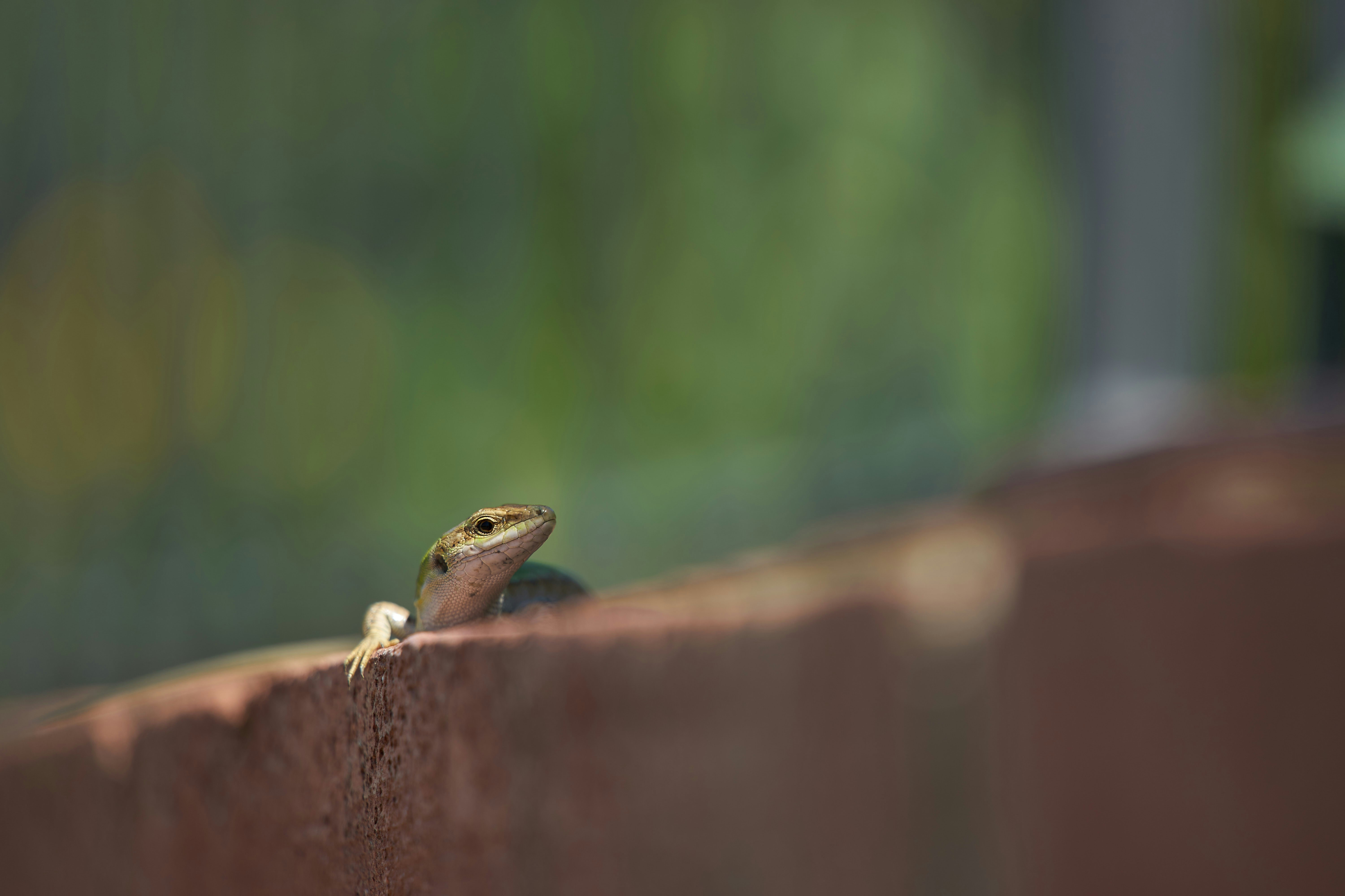 Photo by wolfgang_hasselmann