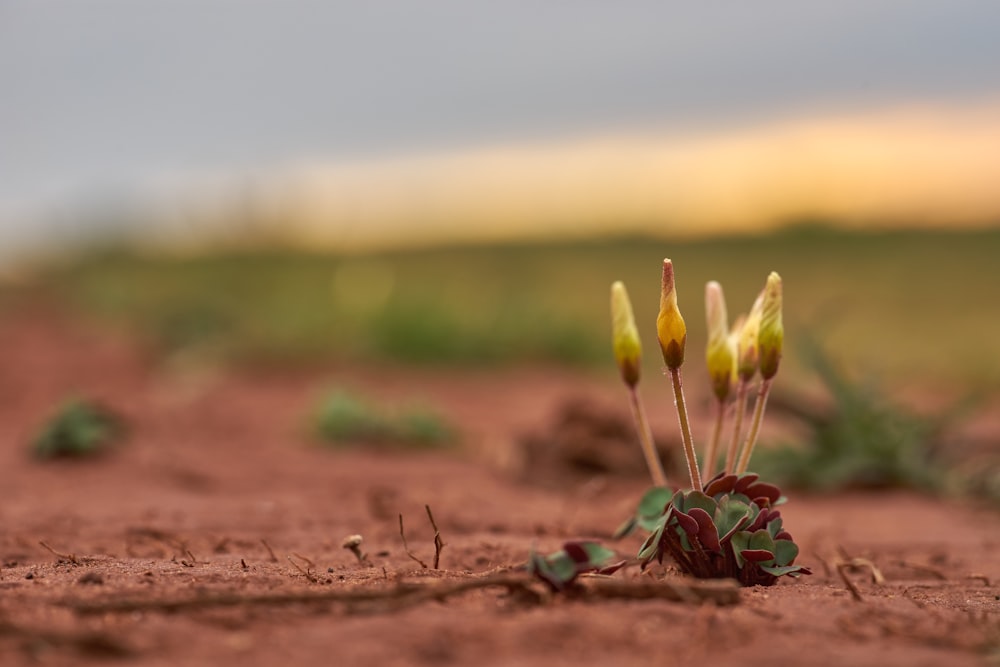 fiore giallo su terreno marrone