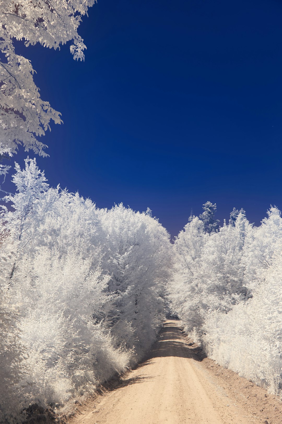 snow covered trees during daytime