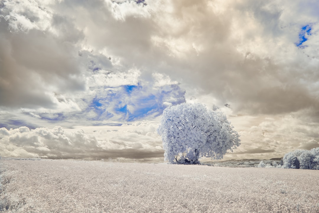 white tree on white sand under white clouds and blue sky during daytime
