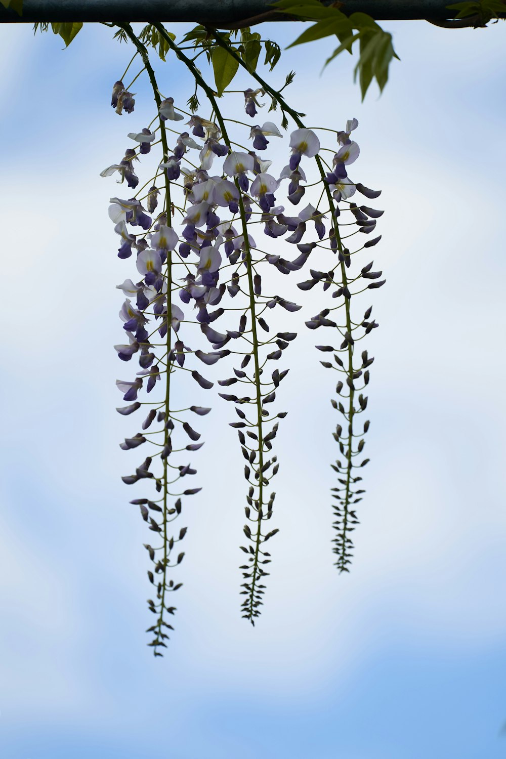 white flowers under blue sky during daytime